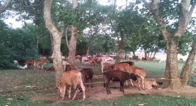 Khabar Odisha:Vishwa-Hindu-Parishad-members-rescue-over-600-cows