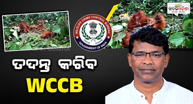 Khabar Odisha:WCCB-to-investigate-Orangutan-discovery-incident-Forest-and-Environment-Minister