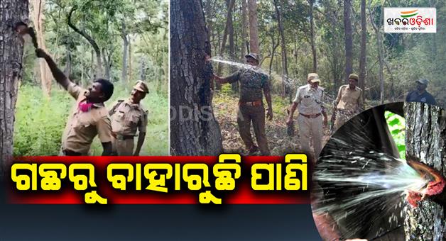 Khabar Odisha:Water-is-coming-out-of-the-tree