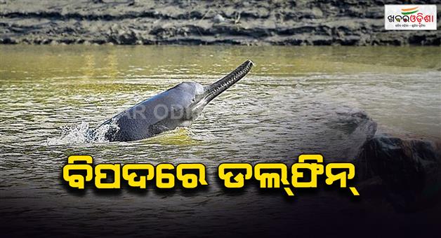 Khabar Odisha:Water-pollution-toxic-chemicals-in-Ganga-threaten-endangered-dolphins