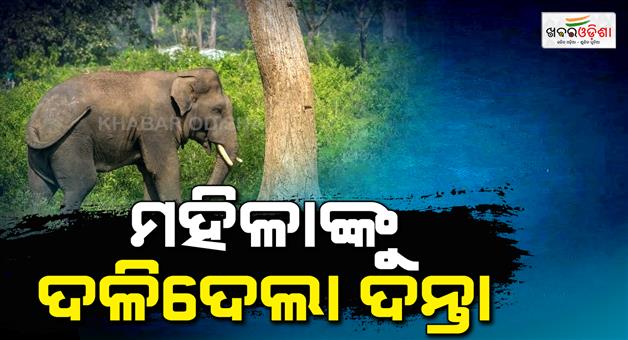 Khabar Odisha:Woman-killed-in-elephant-attack-Villagers-terrified