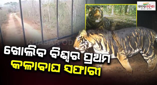 Khabar Odisha:Worlds-first-black-tiger-safari-to-open-in-Baripada-soon