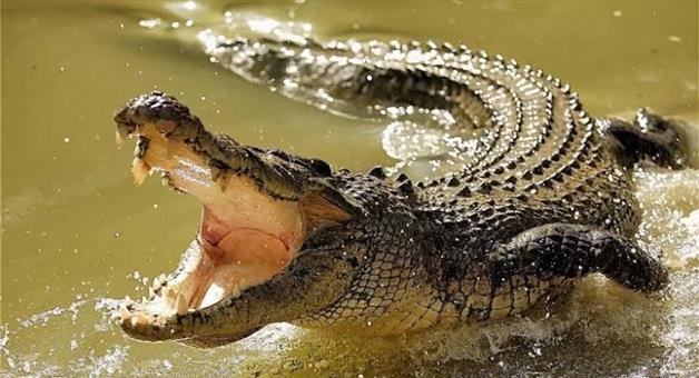 Khabar Odisha:Youth-saves-his-life-after-battling-a-crocodile-in-the-Mahanadi-River