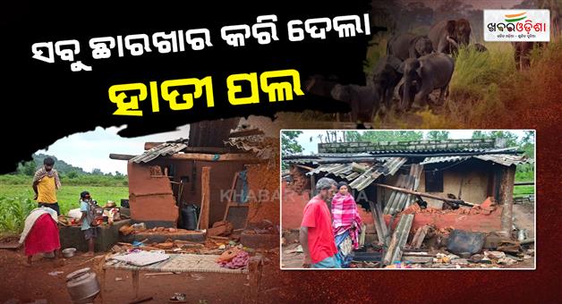 Khabar Odisha:a-herd-elephant-creates-terror-in-lanjigada