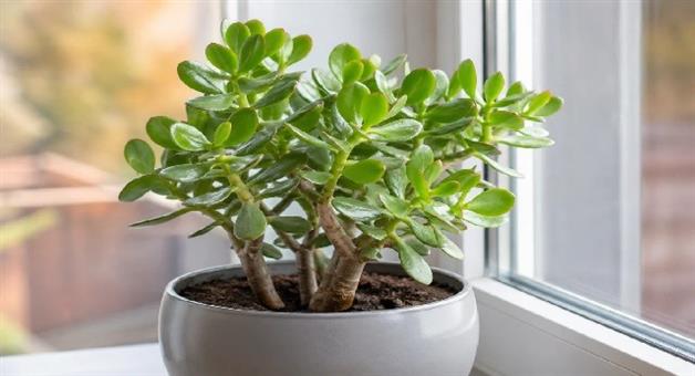 Khabar Odisha:a-very-auspicious-jade-plant-growing-happiness-at-home