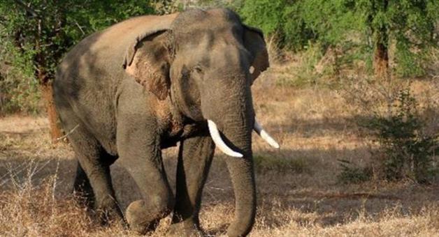 Khabar Odisha:again-3-died-in-elephant-attack