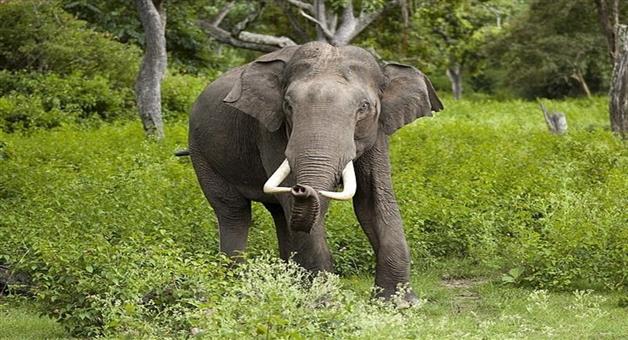 Khabar Odisha:again-a-man-died-in-elephant-attack