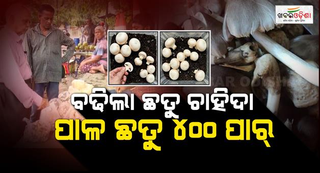 Khabar Odisha:amid-paneer-crackdown-demand-for-mushrooms-surges-in-odisha