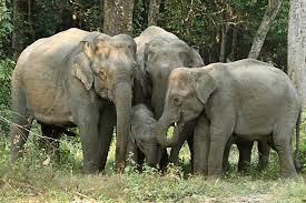 Khabar Odisha:an-average-of-81-elephants-die-every-year