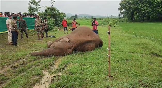 Khabar Odisha:an-elephant-dead-due-electrocution-in-dhenkal-forest-division