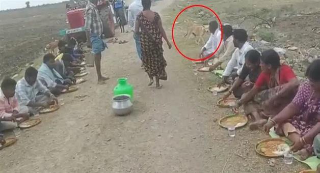 Khabar Odisha:andhra-pradesh-anantapur-dog-worship-for-rain-traditions
