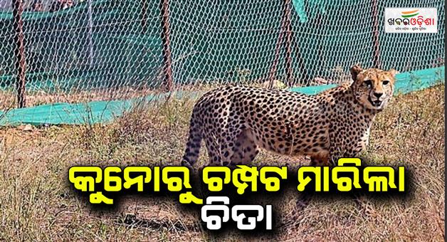 Khabar Odisha:another-cheetah-escaped-from-kuno-national-park