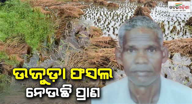 Khabar Odisha:another-farmer-commits-suicide-in-kendrapada