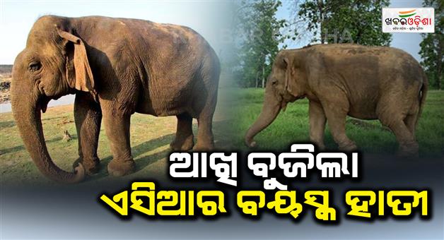 Khabar Odisha:asias-oldest-elephant-dies-at-panna-tiger-reserve