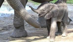 Khabar Odisha:baby-elephant-dies-after-falling-into-well