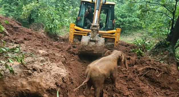 Khabar Odisha:baby-elephant-emerges-from-burrow-after-6-hours-of-struggle
