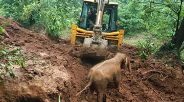 Khabar Odisha:baby-elephant-emerges-from-burrow-after-6-hours-of-struggle