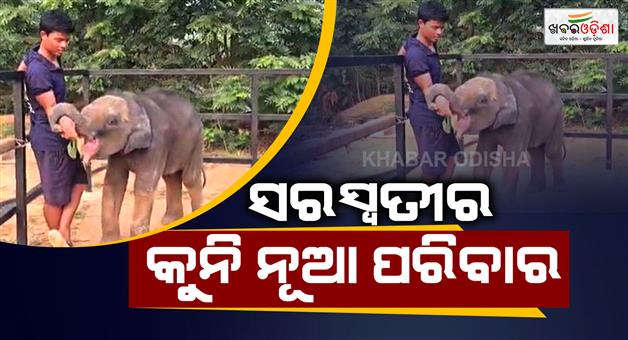 Khabar Odisha:baby-elephant-saraswati-finds-new-home-keonjhar