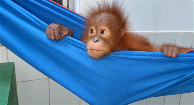 Khabar Odisha:balasore-orangutan-rescue-stf-investigation-digha-hotel-raid