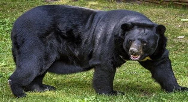 Khabar Odisha:bear-attack-in-nabarangpur