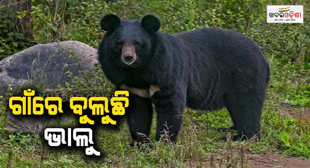 Khabar Odisha:bear-in-village