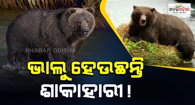 Khabar Odisha:bears-switching-to-vegetarian-diet-climate-change-impact-trophic-rewiring