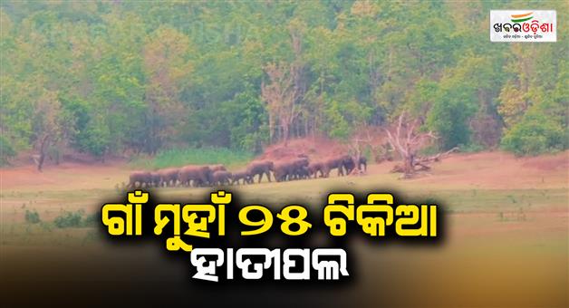 Khabar Odisha:bhanjanagar-elephant
