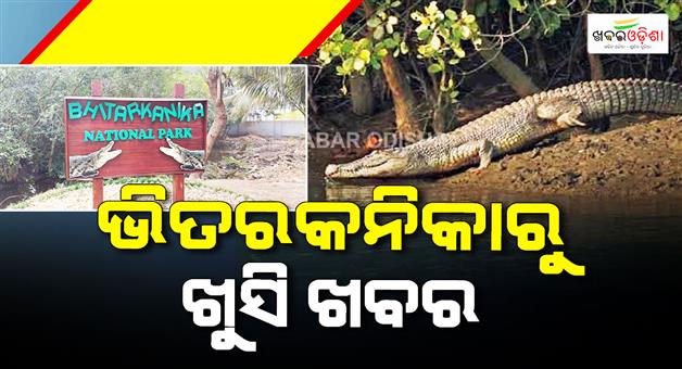 Khabar Odisha:bhitarkanika-records-117-active-crocodile-nests-conservation-efforts-show-results