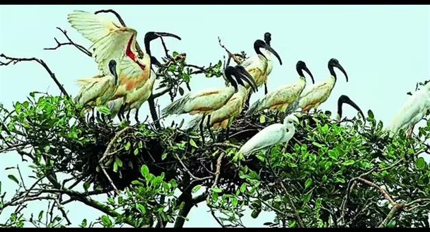 Khabar Odisha:bhitarkanika-sees-marginal-rise-in-bird-nesting-1-3-lakh-counted
