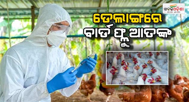Khabar Odisha:bird-flu-confirmed-in-delang-poultry-shops-closed-within-10-km-of-infected-area