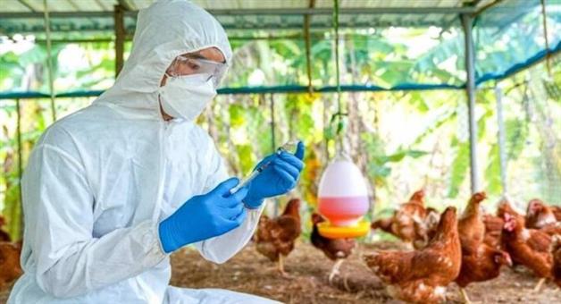 Khabar Odisha:bird-flu-in-delang-puri-20000-chickens-die
