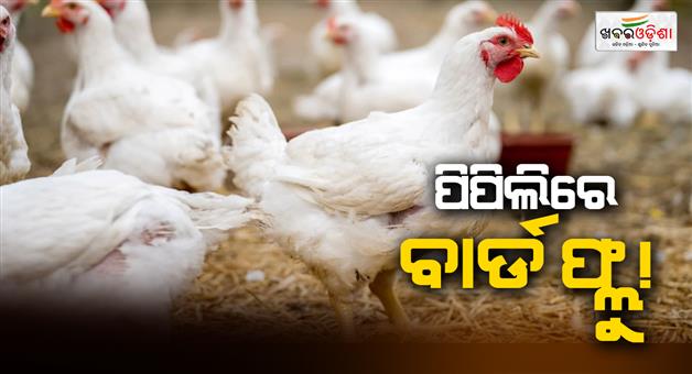 Khabar Odisha:bird-flu-returns-to-pipili-hundreds-of-chickens-are-dying-allegation