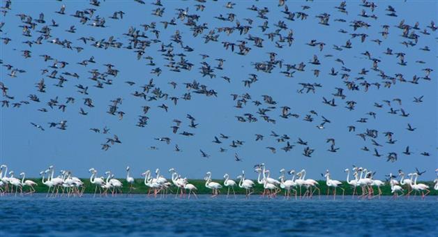 Khabar Odisha:birds-counting-to-held-on-18th-january-in-chilika
