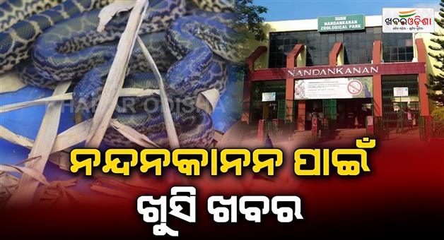 Khabar Odisha:birth-of-11-yellow-anacondas-in-nandankanan-zoological-park