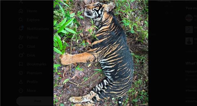 Khabar Odisha:black-tigress-died-in-similipal-reserve-forest