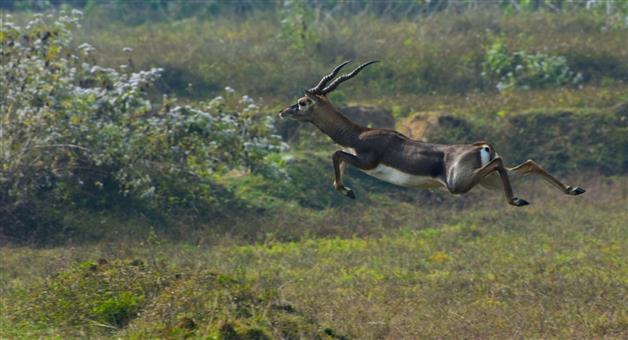 Khabar Odisha:blackbuck-deer-increases-in-ganjam