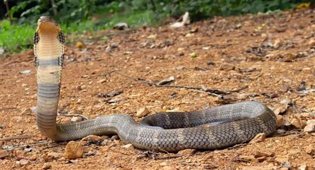 Khabar Odisha:brother-and-sister-die-from-snake-bite-in-nabarangapura