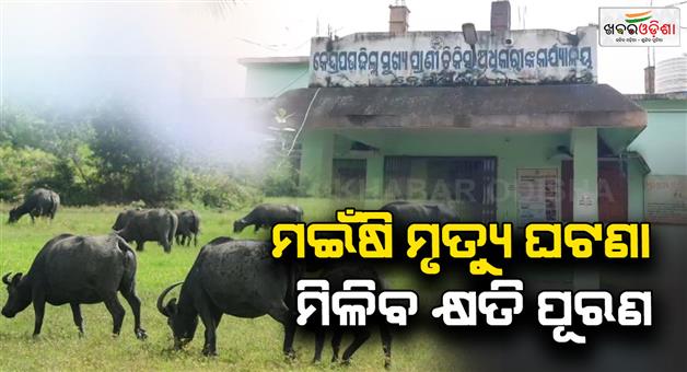 Khabar Odisha:buffalo-death-compensation-for-loss-will-be-provided