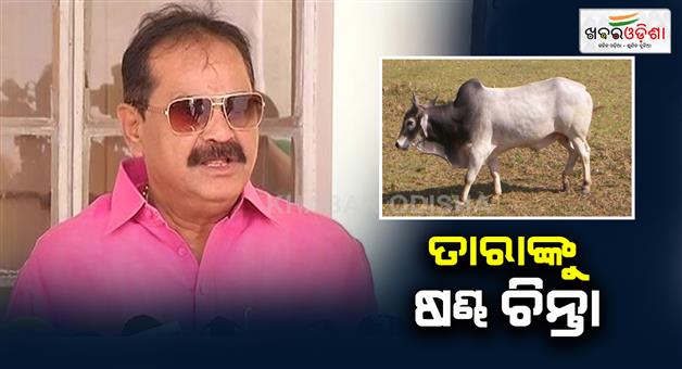 Khabar Odisha:bulls-numbers-decrease-in-odisha