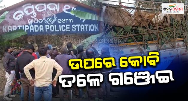 Khabar Odisha:cauliflower-vehicle-was-transporting-marijuana