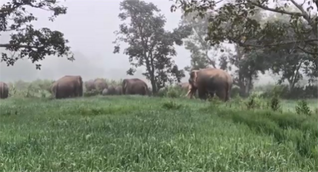 Khabar Odisha:champua-gripped-by-elephant-panic-as-25-member-herd-damages-house