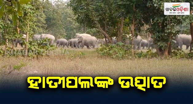 Khabar Odisha:chhattishgarh-elephants-are-in-bargarh-district