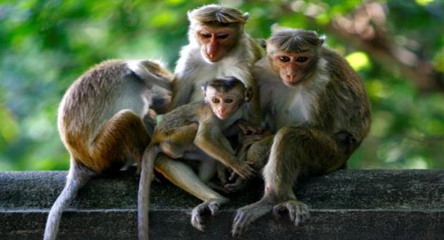 Khabar Odisha:china-lab-monkey-demand-high-macaque-price-hike-pharma-research