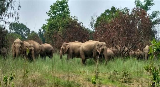 Khabar Odisha:cm-majhi-appeals-to-come-forward-for-security-of-elephant
