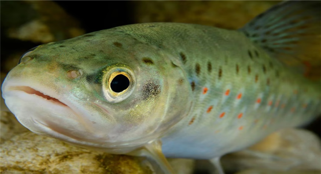 Khabar Odisha:cocaine-addicted-salmon-study-ecosystem-impact