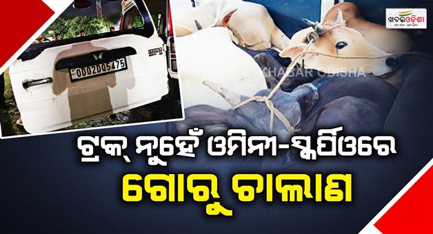 Khabar Odisha:cow-smuggling-in-scorpio-and-omini