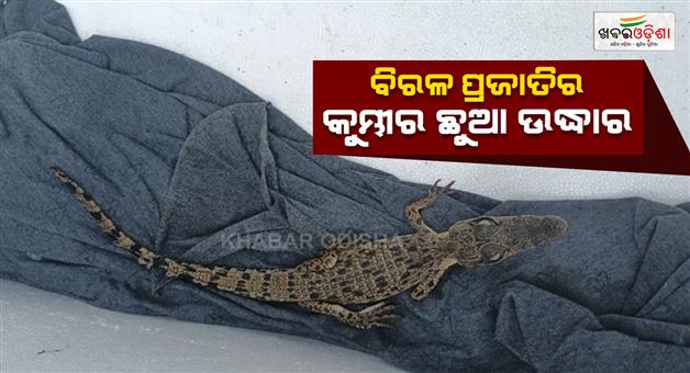 Khabar Odisha:crocodile-cub-rescued-from-paradip-port-workers-in-panic