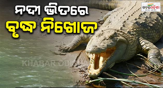 Khabar Odisha:crocodile-drags-elderly-man-into-river-in-kendrapada-search-on
