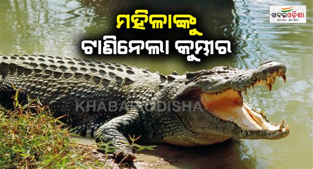 Khabar Odisha:crocodile-drags-woman-while-bathing