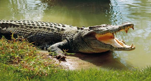 Khabar Odisha:crocodile-rescued-from-pond
